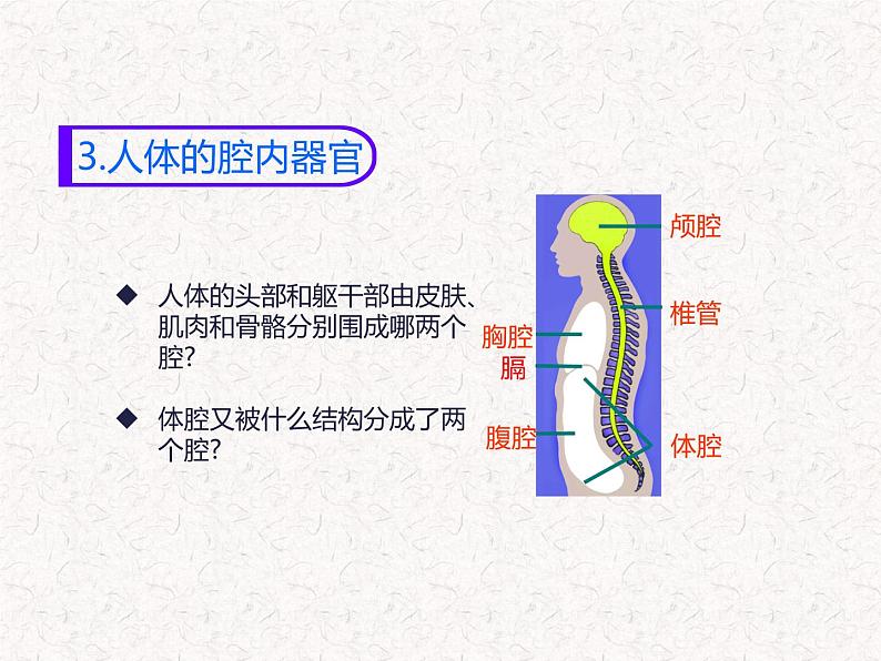 苏科版七下生物 9.2 人体的组成 课件07