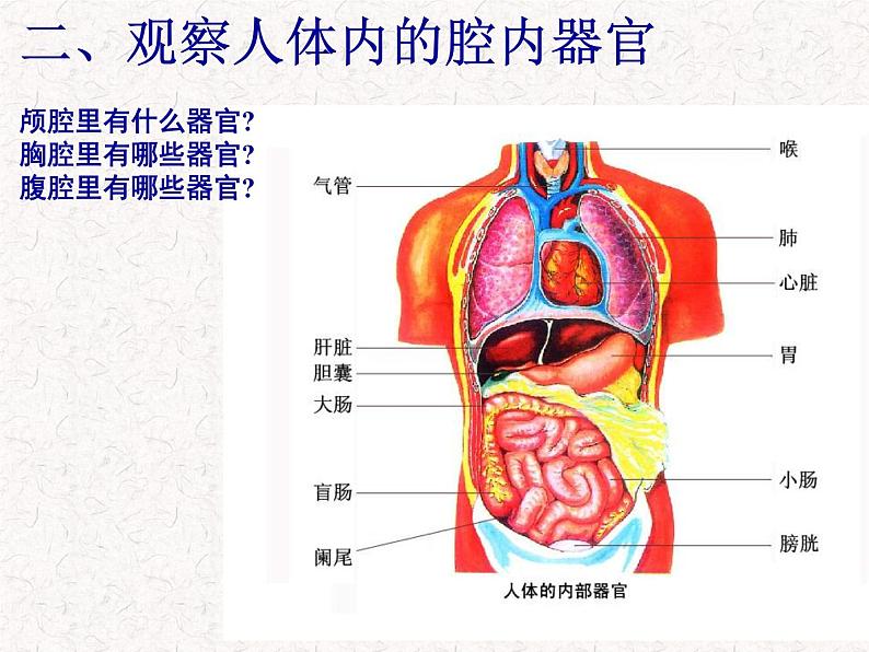 苏科版七下生物 9.2 人体的组成 课件08