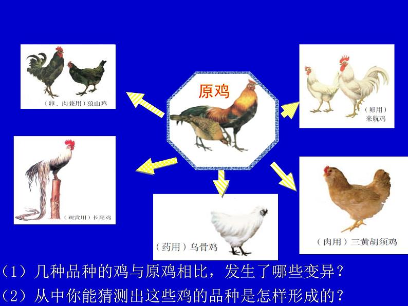 苏科版八下生物 23.3 生物进化的原因 课件05