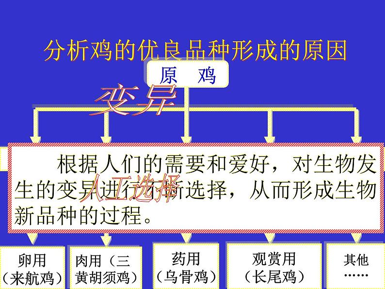 苏科版八下生物 23.3 生物进化的原因 课件06