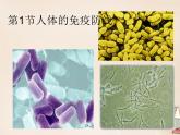 苏科版八下生物 24.1 人体的免疫防线 课件