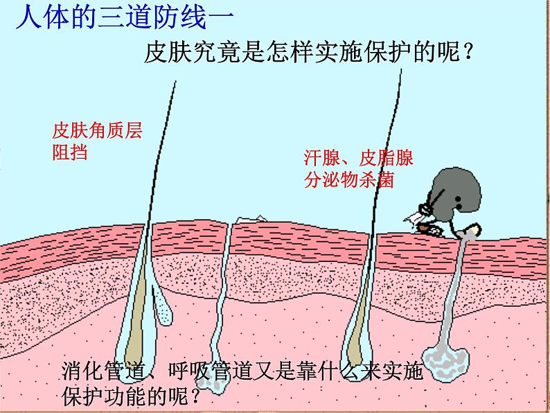 苏科版八下生物 24.1 人体的免疫防线 课件第4页