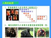 苏科版八下生物 23.4 人类的起源和进化 课件