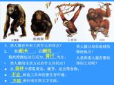 苏科版八下生物 23.4 人类的起源和进化 课件