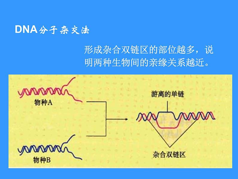 苏科版八下生物 23.4 人类的起源和进化 课件第6页