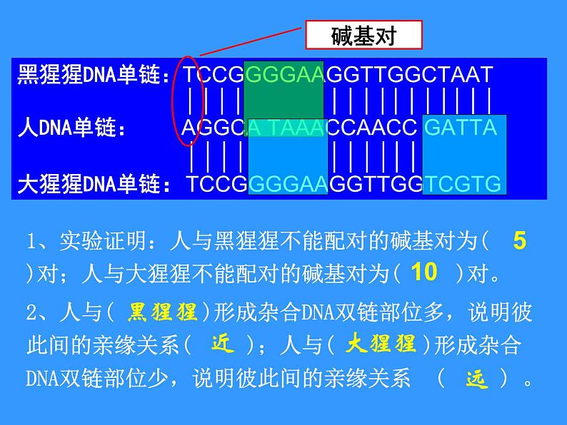 苏科版八下生物 23.4 人类的起源和进化 课件第7页