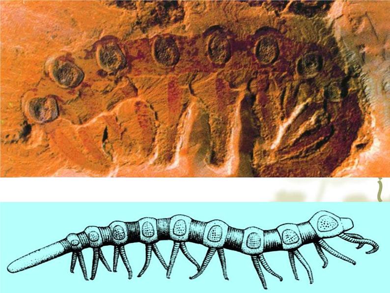 苏科版八下生物 23.2 生物进化的历程 课件06