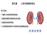 4.5人体内废物的排出课件PPT
