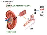 4.5人体内废物的排出课件PPT