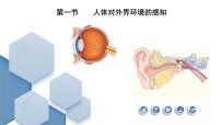 初中生物人教版 (新课标)七年级下册第四单元 生物圈中的人第六章 人体生命活动的调节第一节 人体对外界环境的感知课前预习课件ppt