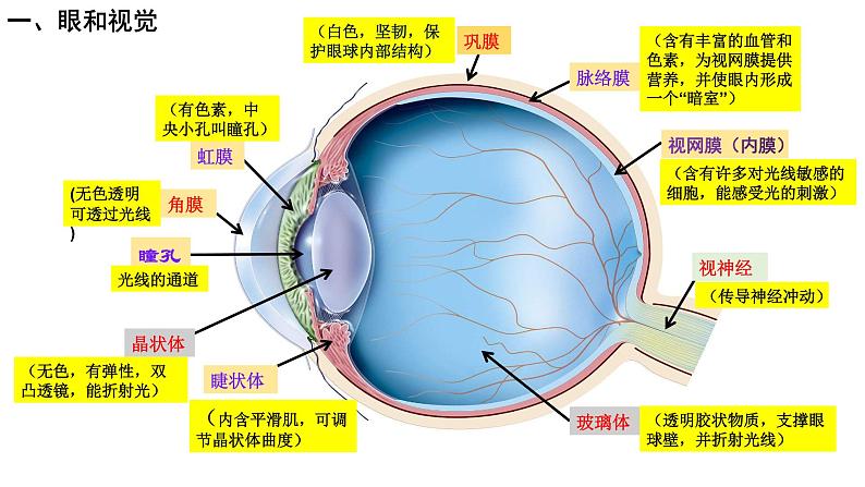 4.6.1人体对外界环境的感知课件PPT第3页