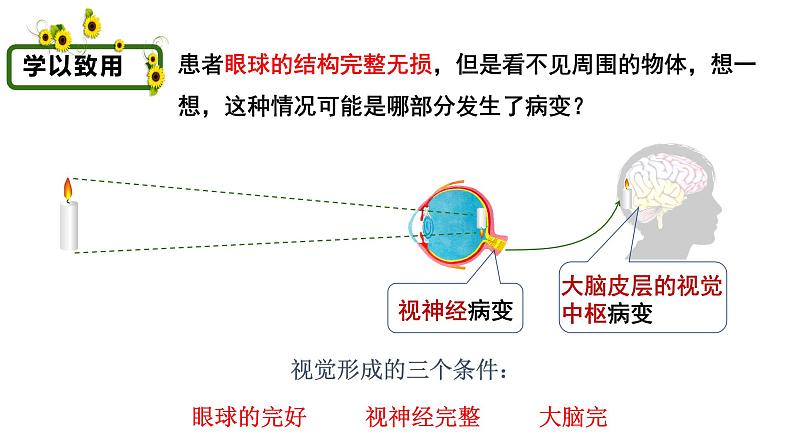 4.6.1人体对外界环境的感知课件PPT第7页