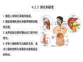 4.2.2消化和吸收课件PPT