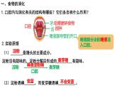 4.2.2消化和吸收课件PPT