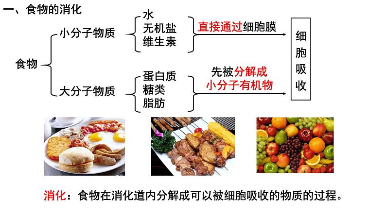 4.2.2消化和吸收课件PPT08