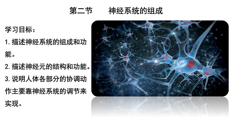 4.6.2神经系统的组成课件PPT第2页