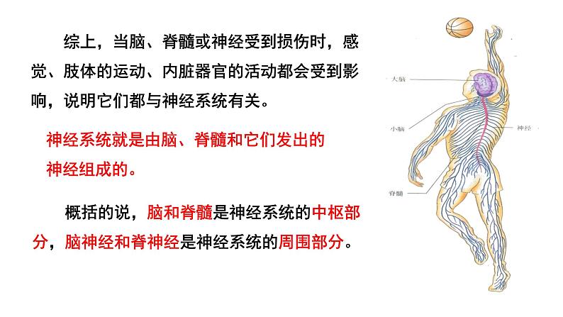 4.6.2神经系统的组成课件PPT第6页