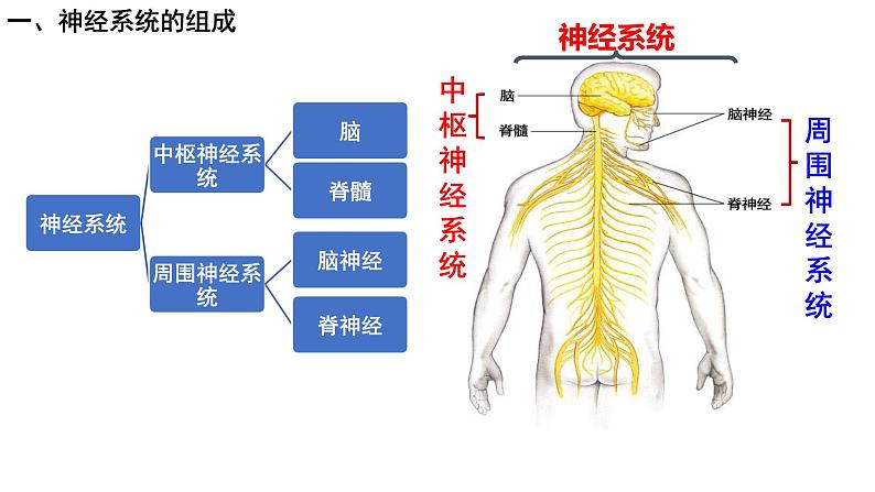 4.6.2神经系统的组成课件PPT第7页