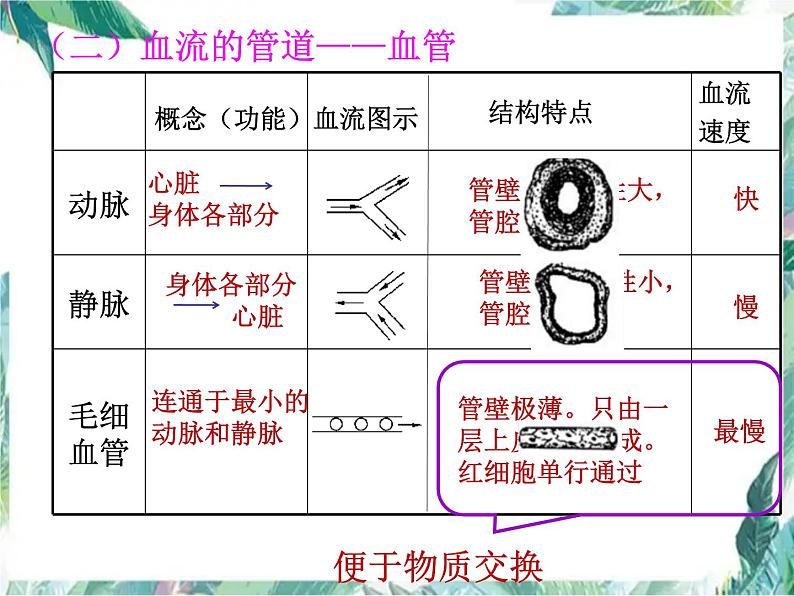 八年级生物 专题复习 血液循环系统 人体呼吸系统 复习课件PPT第7页