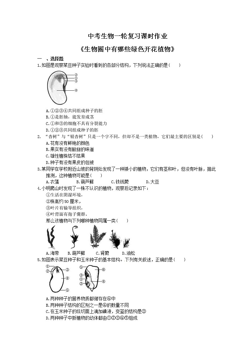 中考生物一轮复习课时作业《生物圈中有哪些绿色开花植物》（含答案）第1页