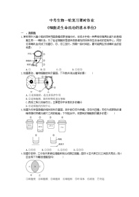 中考生物一轮复习课时作业《细胞是生命活动的基本单位》（含答案）