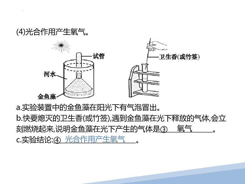 专题05绿色植物的光合作用与呼吸作用-【高效备考】2022年中考生物二轮复习精品课件第4页