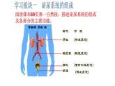 济南版七年级下册生物 4.1尿液的形成和排出 课件