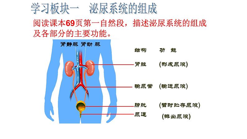 济南版七年级下册生物 4.1尿液的形成和排出 课件第3页