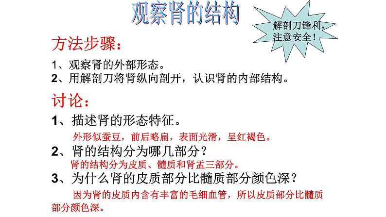 济南版七年级下册生物 4.1尿液的形成和排出 课件第4页