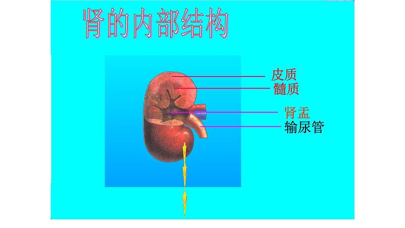 济南版七年级下册生物 4.1尿液的形成和排出 课件第5页