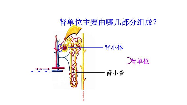 济南版七年级下册生物 4.1尿液的形成和排出 课件第7页