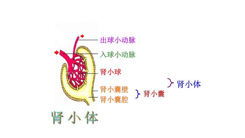 济南版七年级下册生物 4.1尿液的形成和排出 课件第8页