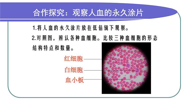 济南版七年级下册生物 3.1物质运输的载体 课件第6页