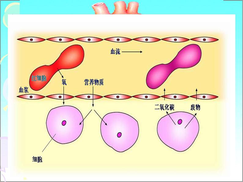 济南版七年级下册生物 3.3物质运输的途径 课件第1页