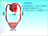 济南版七年级下册生物 3.3物质运输的途径 课件