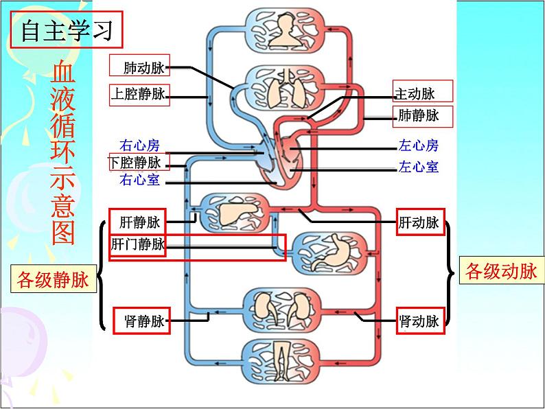 济南版七年级下册生物 3.3物质运输的途径 课件第7页