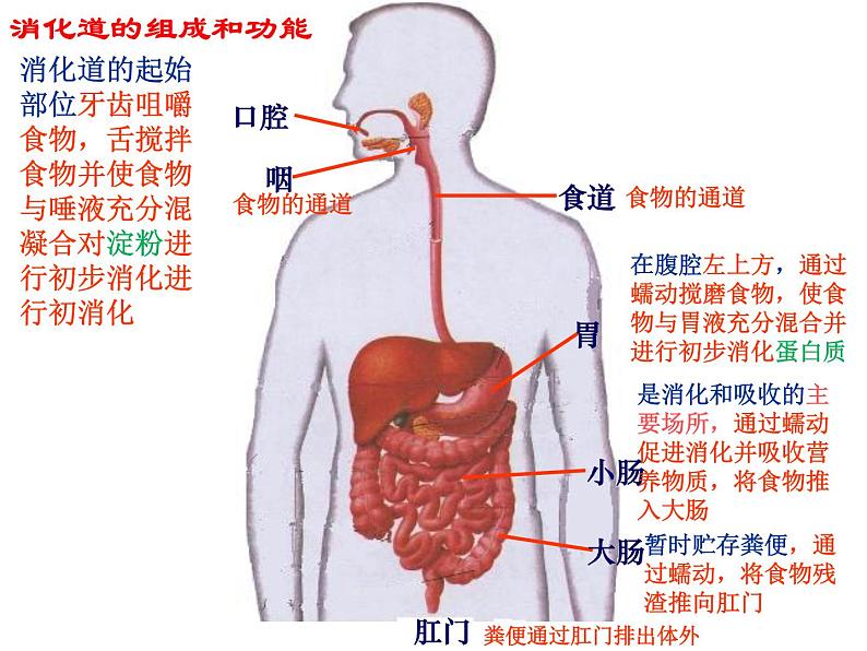 济南版七年级下册生物 1.2消化和吸收 课件05