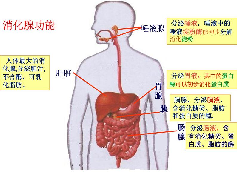 济南版七年级下册生物 1.2消化和吸收 课件06