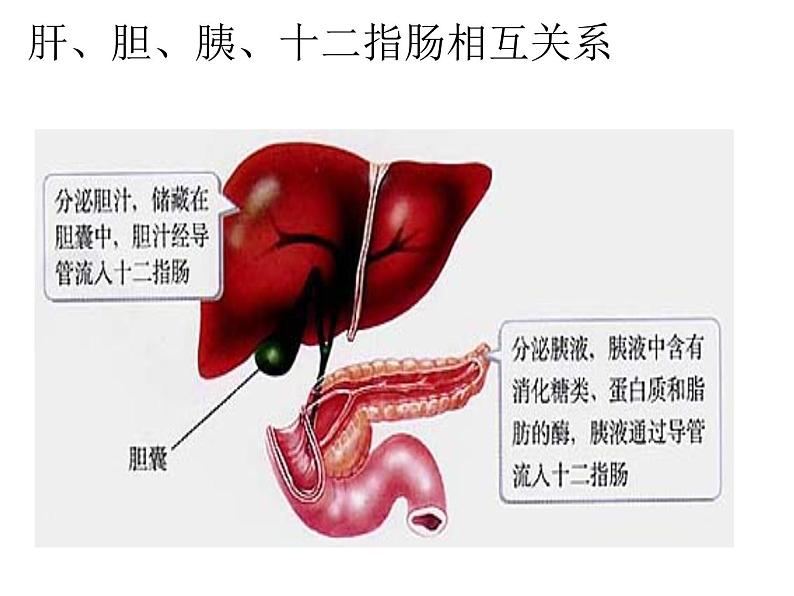 济南版七年级下册生物 1.2消化和吸收 课件07