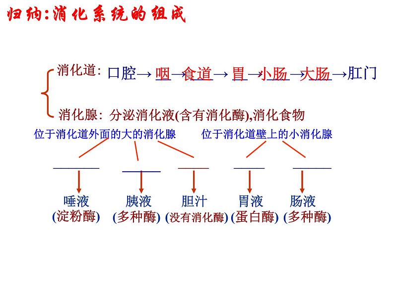 济南版七年级下册生物 1.2消化和吸收 课件08