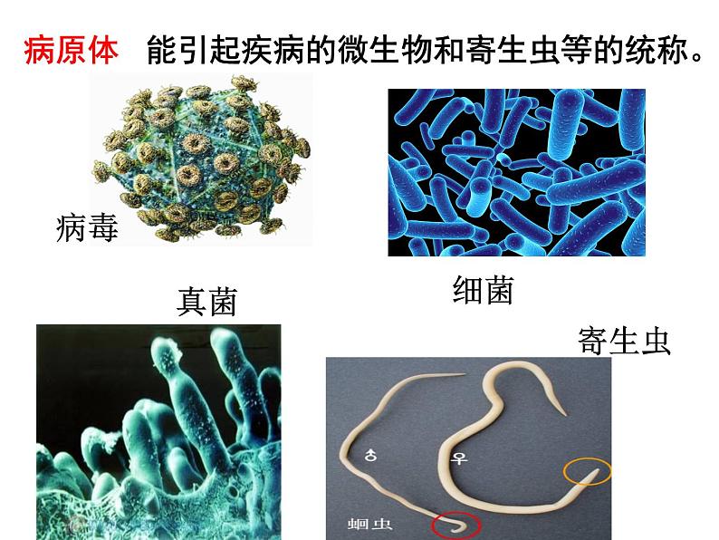 济南版七年级下册生物 6.1人体的免疫功能 课件第4页