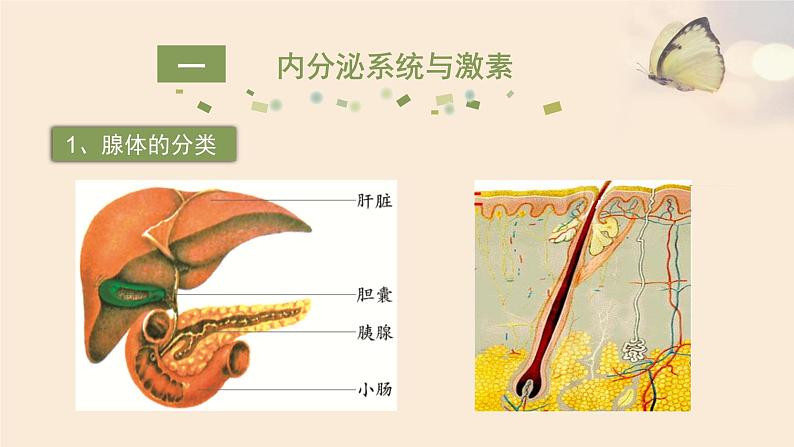 济南版七年级下册生物 5.1人体的激素调节 课件第5页