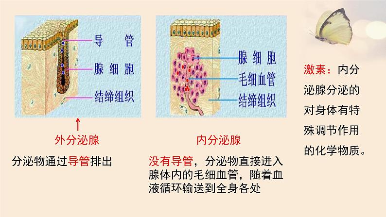 济南版七年级下册生物 5.1人体的激素调节 课件第6页