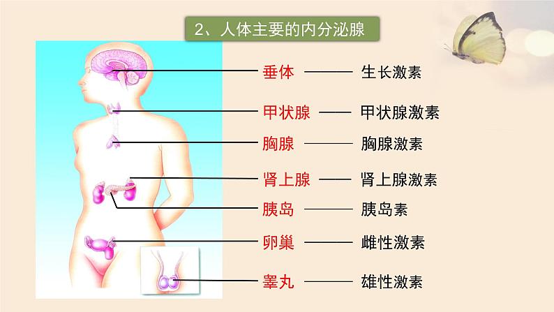 济南版七年级下册生物 5.1人体的激素调节 课件第7页