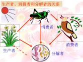 济南社八年级下册生物  6.2.2食物链和食物网 课件