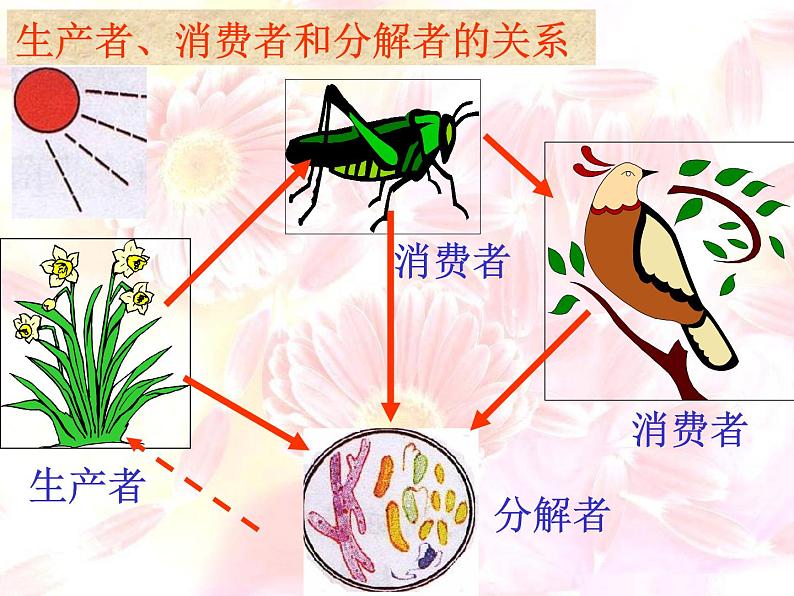 济南社八年级下册生物  6.2.2食物链和食物网 课件02