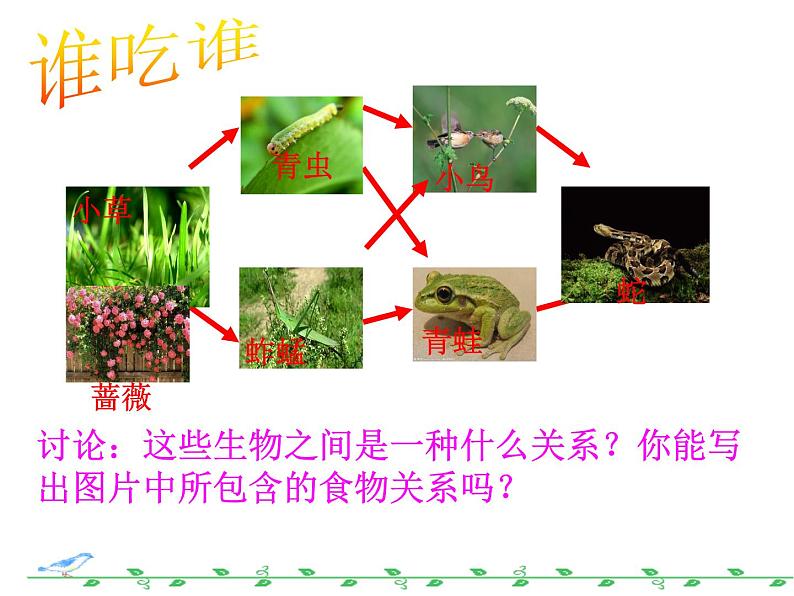 济南社八年级下册生物  6.2.2食物链和食物网 课件03