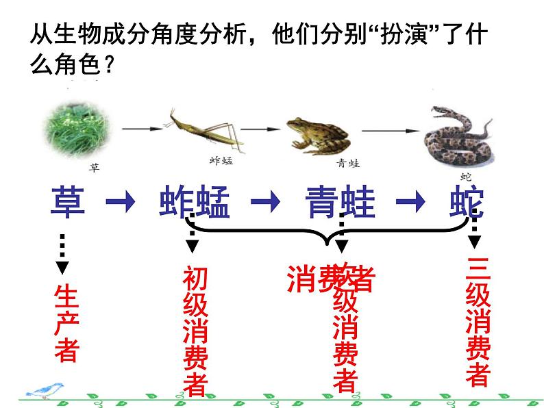 济南社八年级下册生物  6.2.2食物链和食物网 课件06