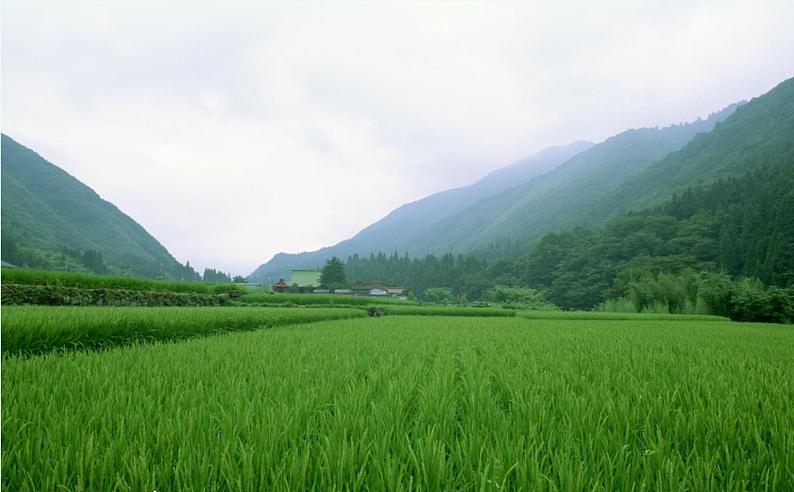 济南社八年级下册生物  6.2.1生态系统的组成 课件第3页