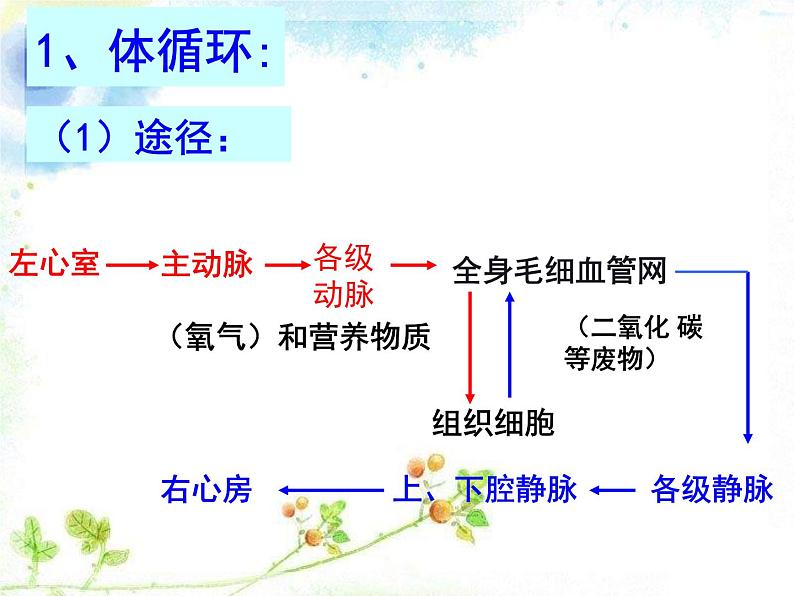 冀教版七年级下册生物 2.3物质运输的路线 课件08